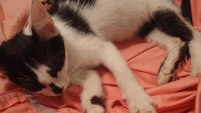 Yine kedi buldum hep benim karşıma çıkıyor nedendir?