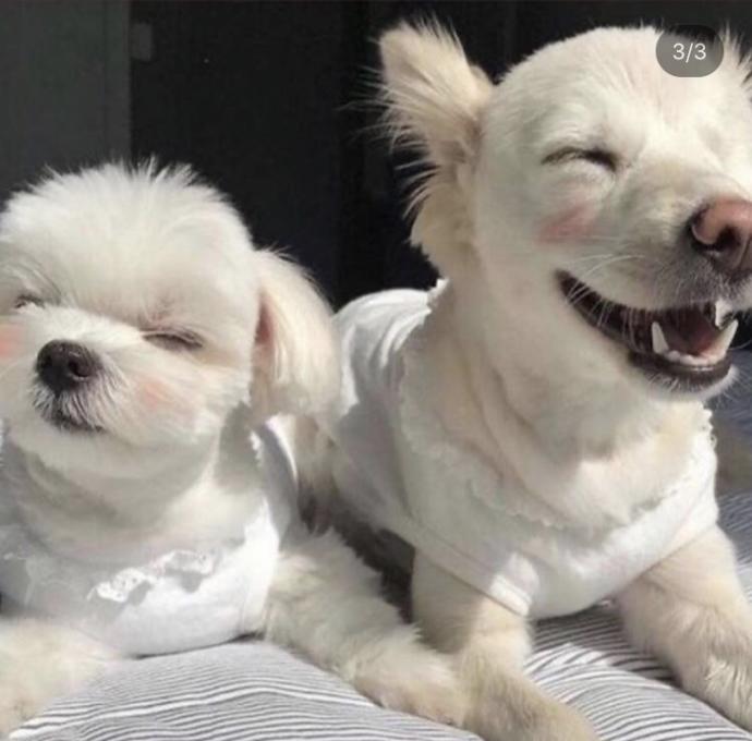 Şu köpekler çok sevimli değil mi ya türü nedir acaba bunların?