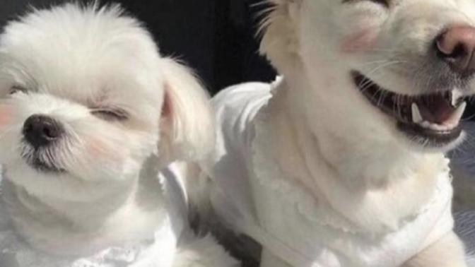 Şu köpekler çok sevimli değil mi ya türü nedir acaba bunların?