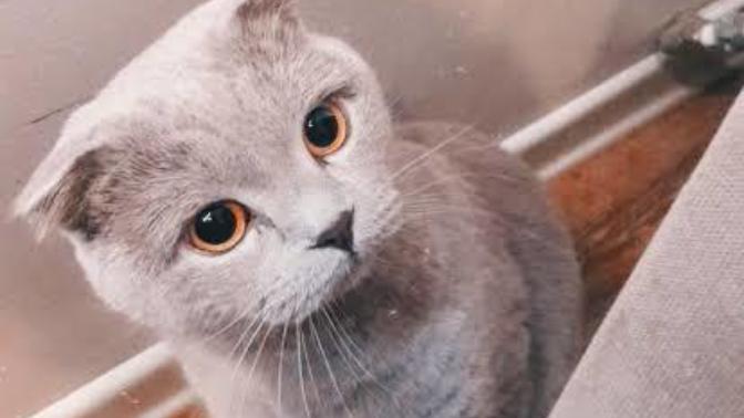 Kedim beni dövüyor ne yapmalıyım?