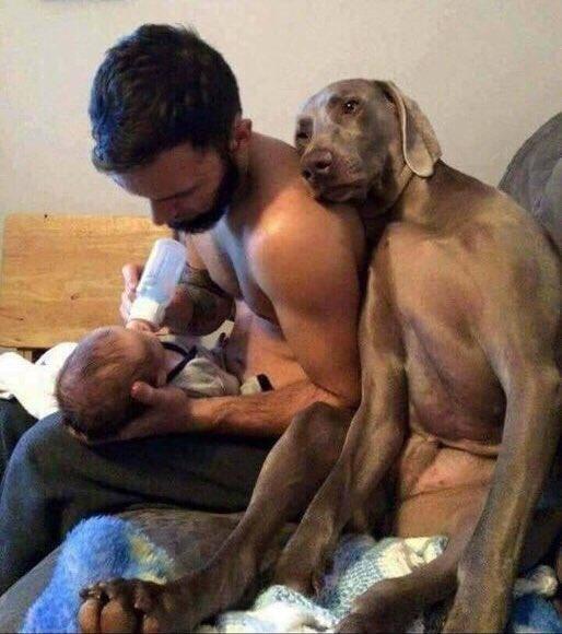 Köpeğin masumiyetine...