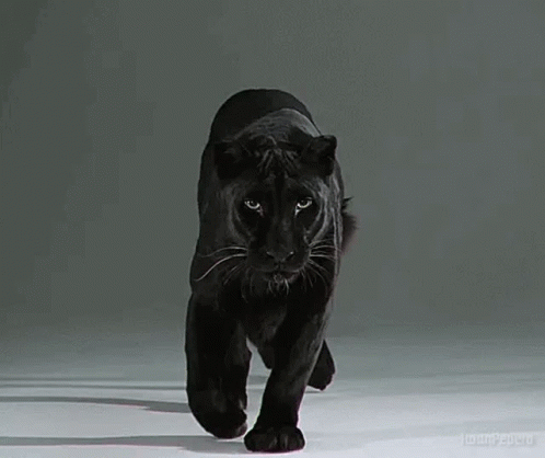 Evde farklı bir hayvan olarak leopar beslemek ister miydiniz?