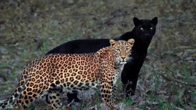 Evde farklı bir hayvan olarak leopar beslemek ister miydiniz?