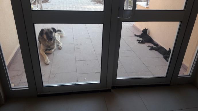 Kediler sizce tatlı mıdır?