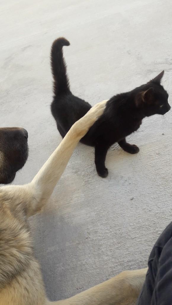 Kediler sizce tatlı mıdır?