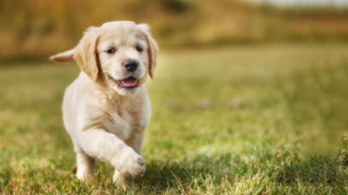 Ne yaparsın acımasız olup o zavallı köpeği bırakır mısın?