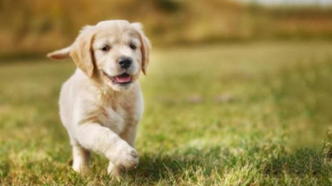 Ne yaparsın acımasız olup o zavallı köpeği bırakır mısın?