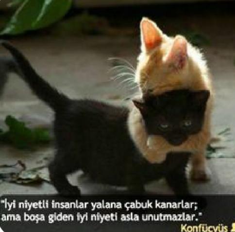 İnsanların iyi niyetine inanır mısınız?
