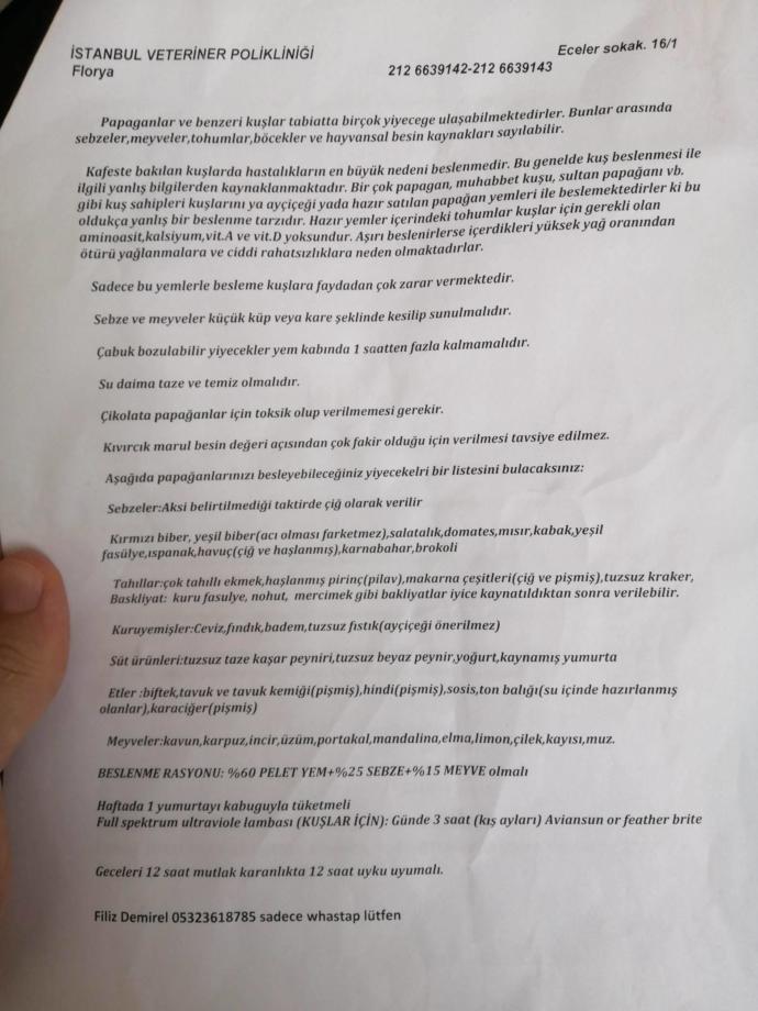 Muhabbet kuşu yemi önerisi?