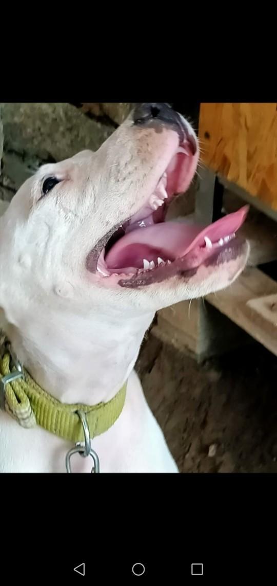 Dogo Argentino köpeğim var 4 aylık korkuyor?