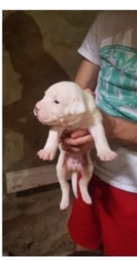 Dogo Argentino köpeğim var 4 aylık korkuyor?