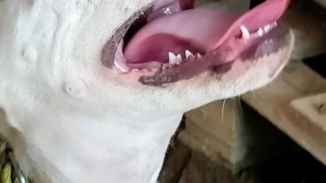 Dogo Argentino köpeğim var 4 aylık korkuyor?