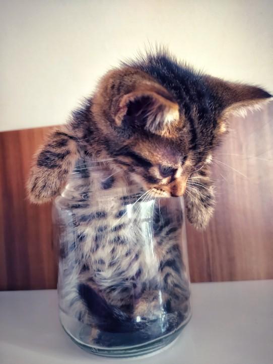 Kedi nasıl bakılır? KizlarSoruyor