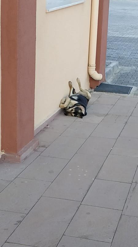 Gördüğünüz en güzel, en değişik uyuma şekli kime ait?