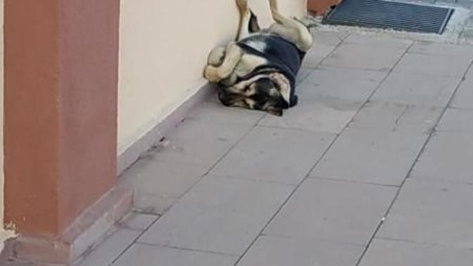 Gördüğünüz en güzel, en değişik uyuma şekli kime ait?