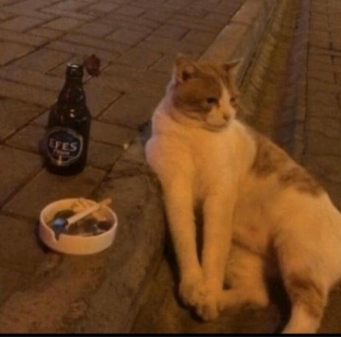 Sizce bu kedinin neyi var?