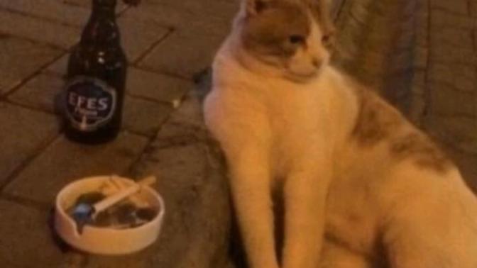 Sizce bu kedinin neyi var?