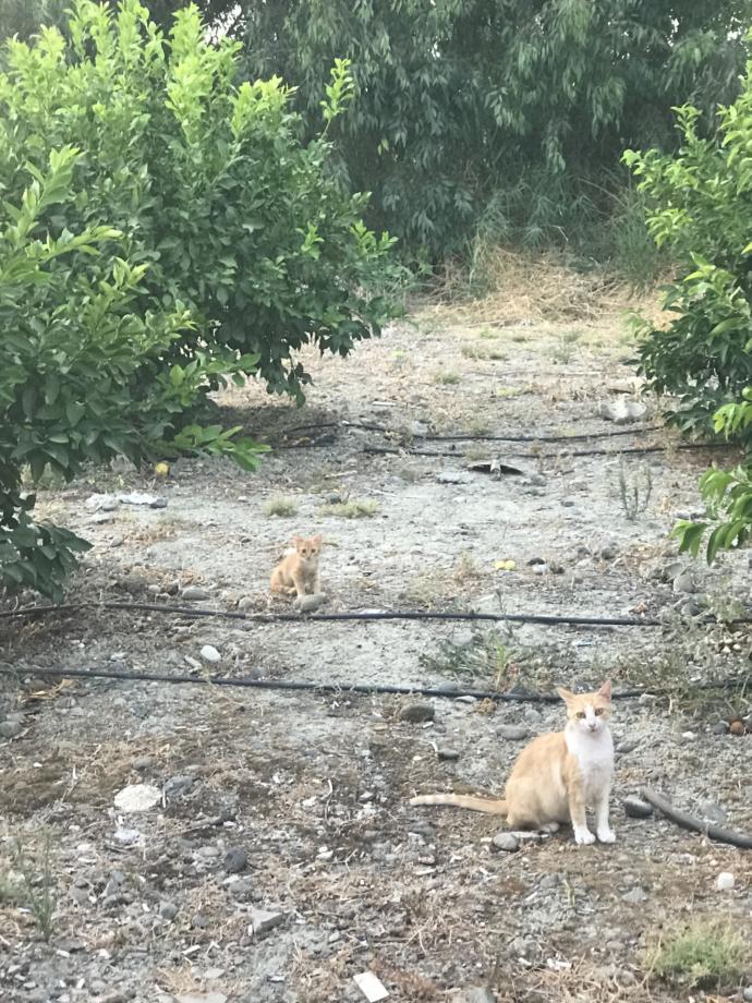 Evcil hayvanınız olsaydı adını ne koyardınız?