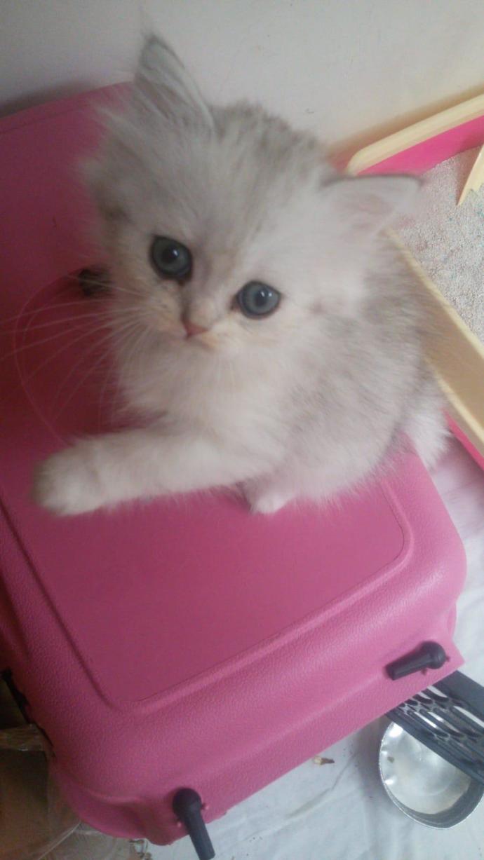 Evcil hayvanınız olsaydı adını ne koyardınız?