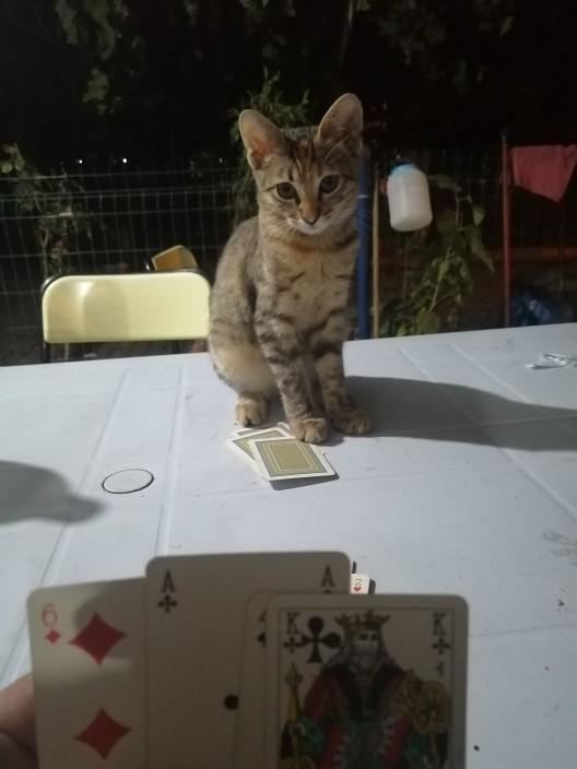Evcil hayvanınız olsaydı adını ne koyardınız?