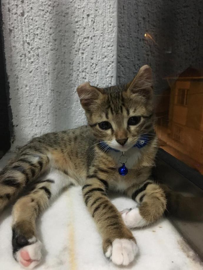 Evcil hayvanınız olsaydı adını ne koyardınız?