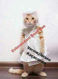 😂Bi kedi olsan adın nolurdu?