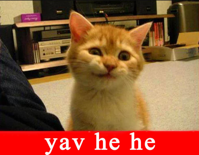 😂Bi kedi olsan adın nolurdu?