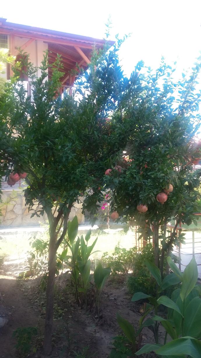 Nar sever misiniz? Nar suyu sever misiniz?