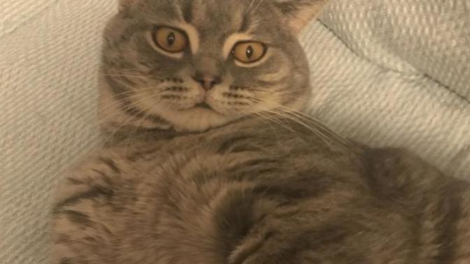 Kedi idrarı kokusu nasıl giderilir?