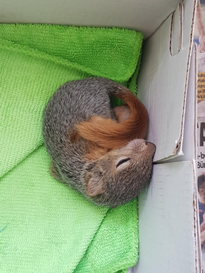 Sincabım hasta ama veteriner pek bir şey anlamadı, ne yapabilirim?