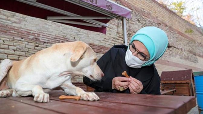 Engelli köpek sahiplenen Erdoğan"Yasanın bir an önce çıkmasını temenni ediyorum"dedi. Sizce hayvanları koruma yasası çıkacak mı?