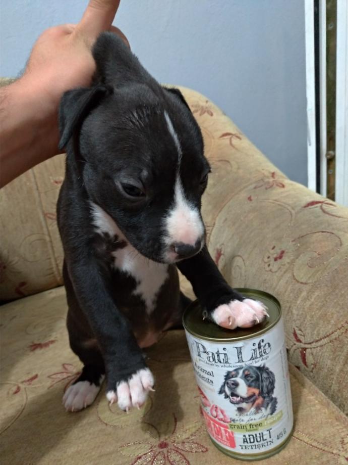 YAVRU KÖPEK NASIL TUTULUR?