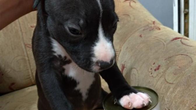 YAVRU KÖPEK NASIL TUTULUR?