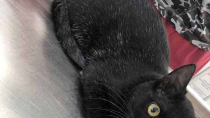 Kedim cins kedi mi. Neden bazı tüyleri beyaz?