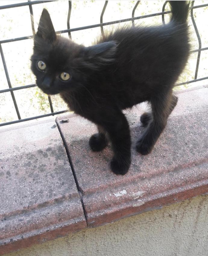 Veteriner ve mama tavsiyesi?