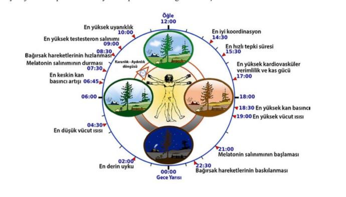 Sirkadiyen ritim ve Biyolojik Saat Döngüsü