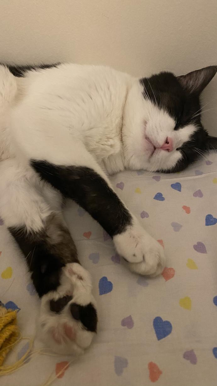 Lütfen smokin kedi bakanlar cevaplasın?