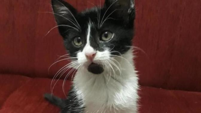 Lütfen smokin kedi bakanlar cevaplasın?