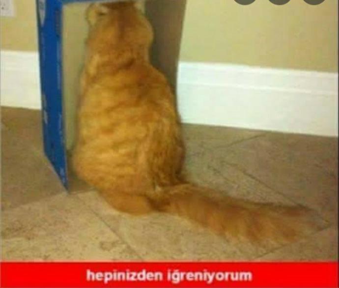 Tiksinmek size ne ifade ediyor? En son neden tiksindiniz?