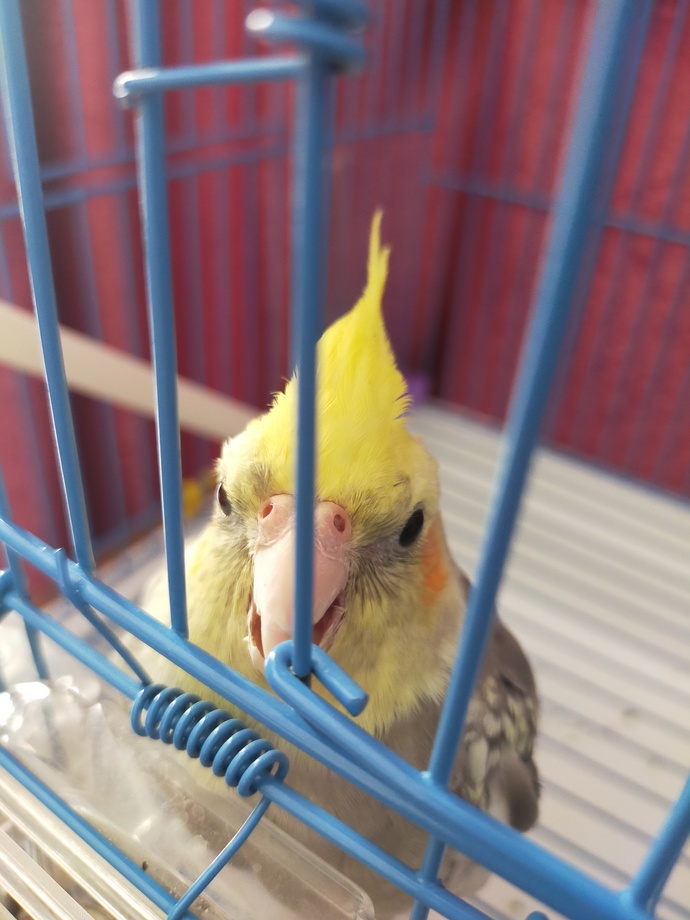 Sultan papağanım erkek mi dişi mi?
