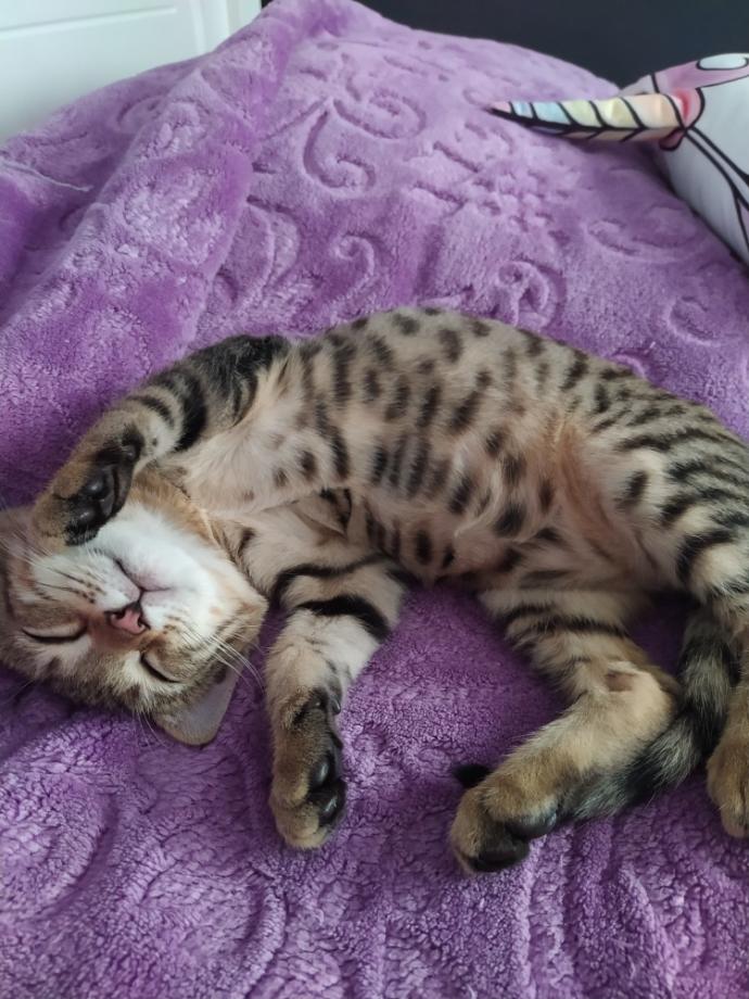 Depresyondayım ve yalnız yaşayacağım. 4 tane kedi beslemek beni zorlar mı?