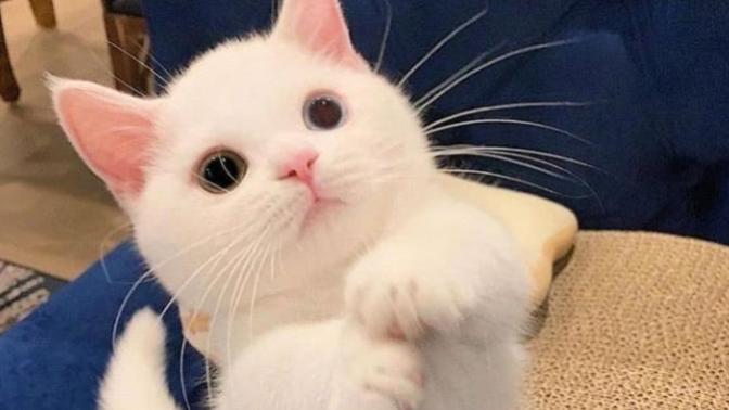 Annemi evde kedi beslemek için nasıl ikna edebilirim?