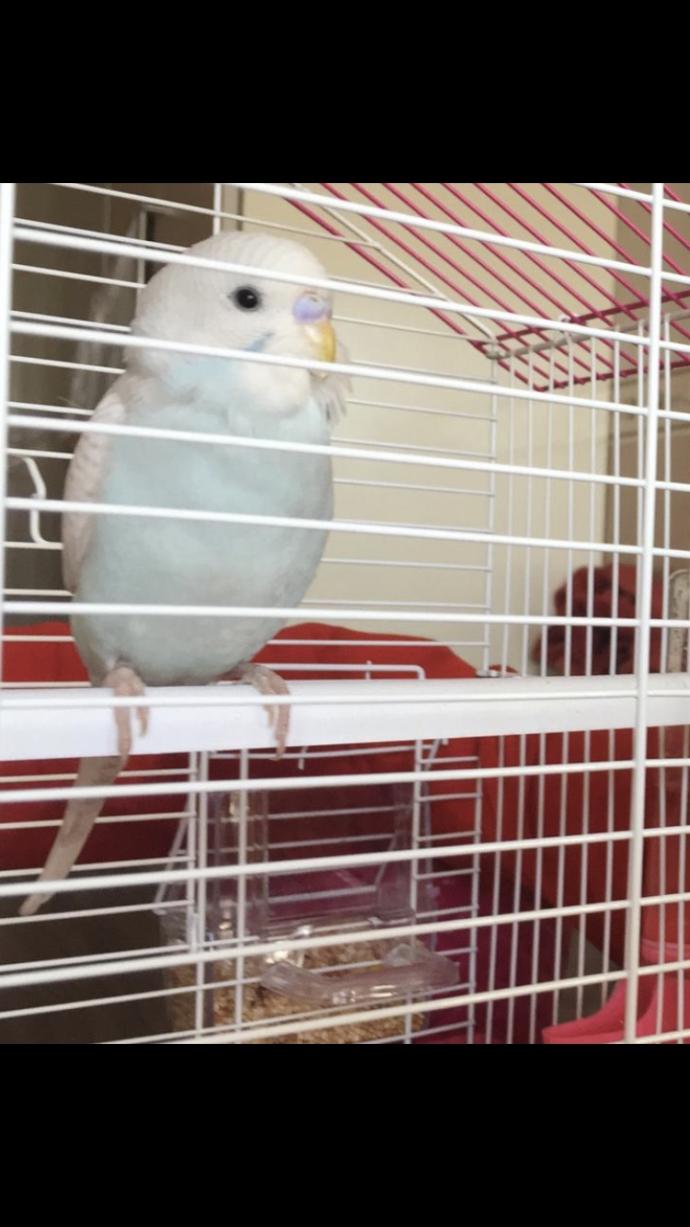 Muhabbet kuşu ele nasıl alışır?