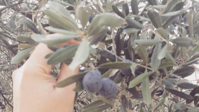 Hangi bölgenin zeytini daha makbuldür, zeytinin iyi olduğu nasıl anlaşılır?