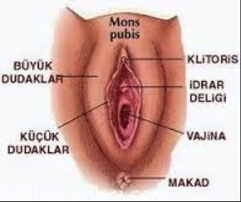 Erkekler, Kadınlar nerden işer?