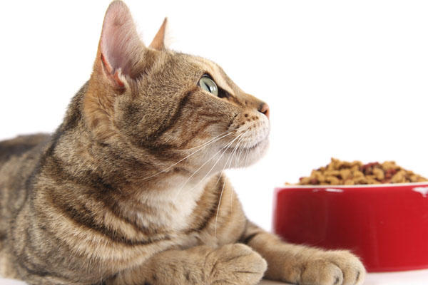 Kısır kedi maması için hangi marka önerirsiniz?