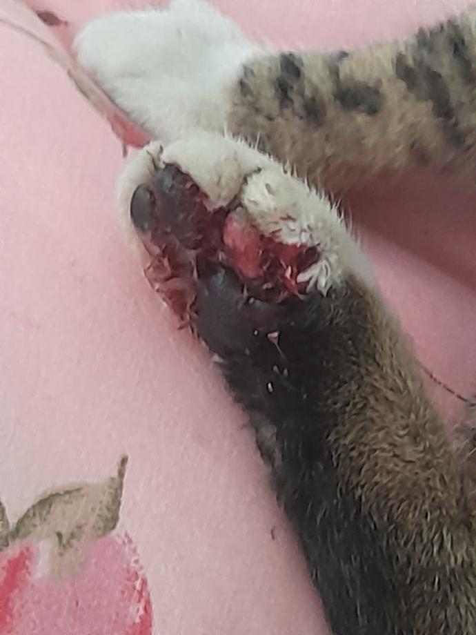 Kedimin patisi kan içinde ne yapmalıyım?