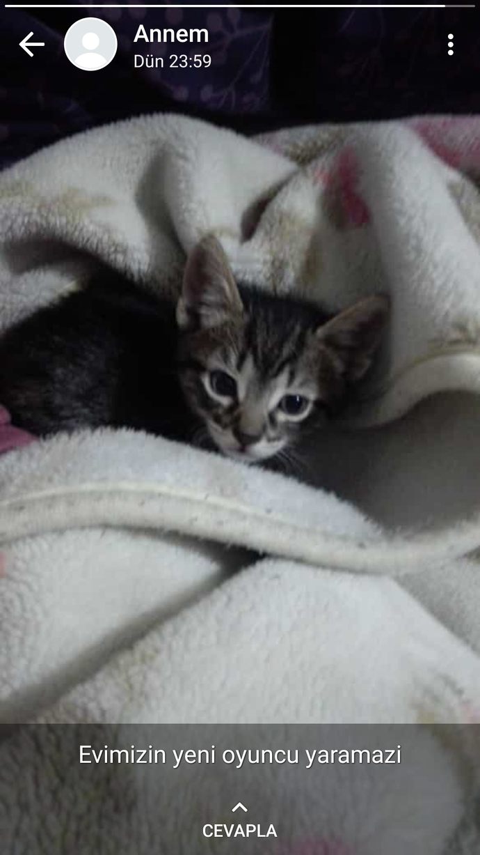 Nedir bu kızlardaki kedi sevgisi?