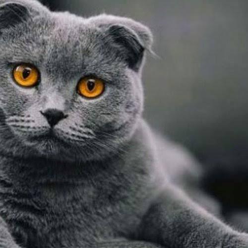 Scottish fold almayı düşünüyorum?