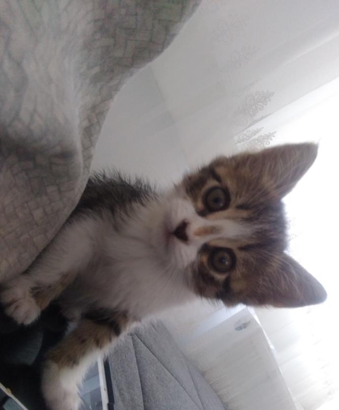 Scottish fold almayı düşünüyorum?